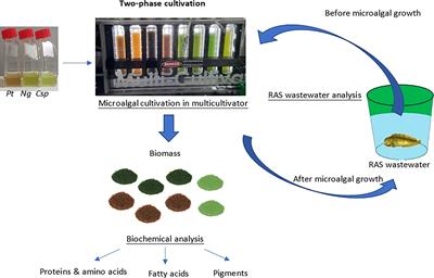 Two-phase microalgae cultivation for RAS water remediation and high-value biomass production